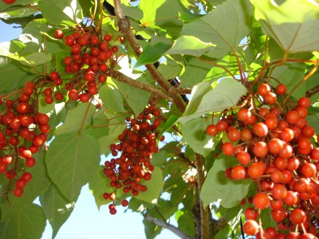 Idesia polycarpa, Wonder Tree - Pb6.5/12