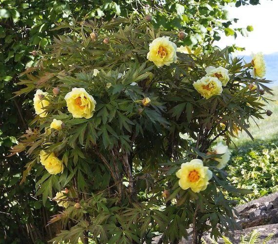 Paeonia Lutea - pb28 (80/120)