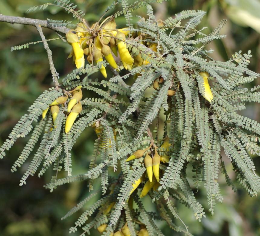 Sophora fulvida