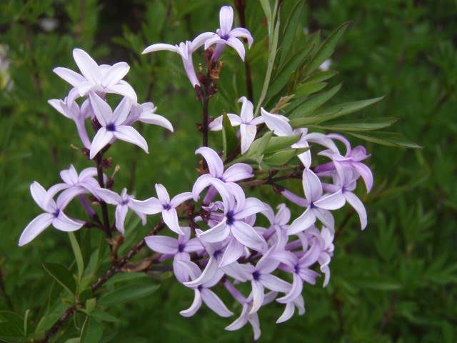Syringa x laciniata