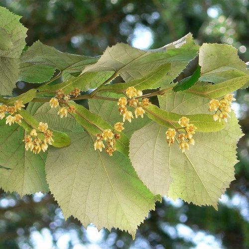 Tilia tomentosa-Silver linden