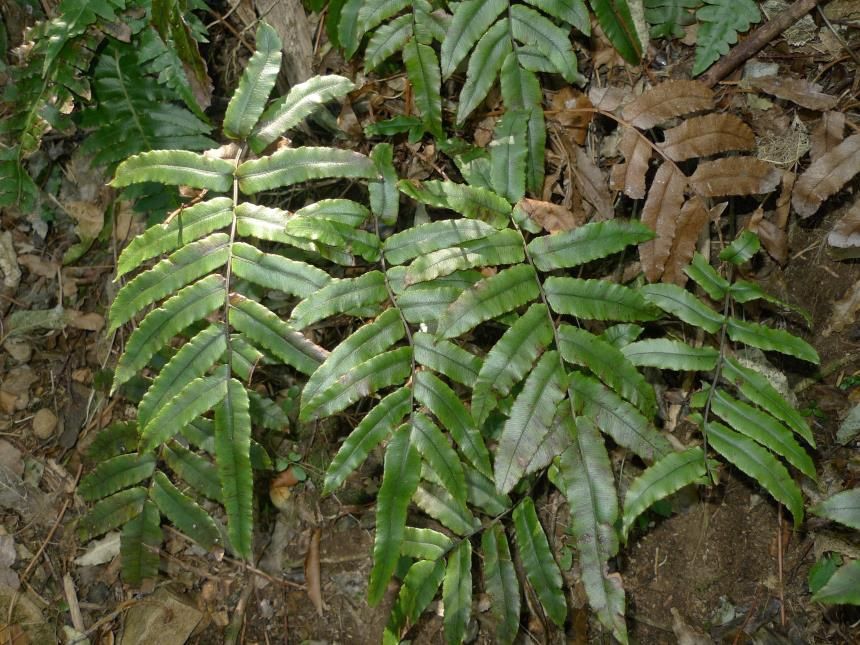 Blechnum procerum