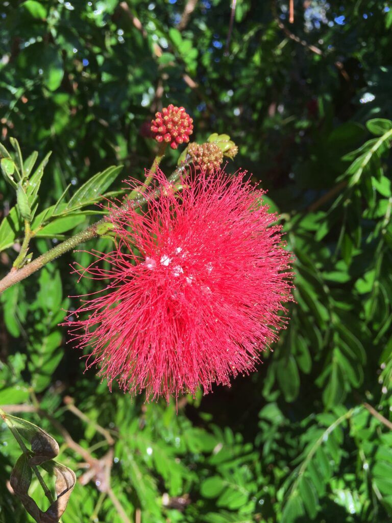 Calliandra haematocephala, Powder Puff White