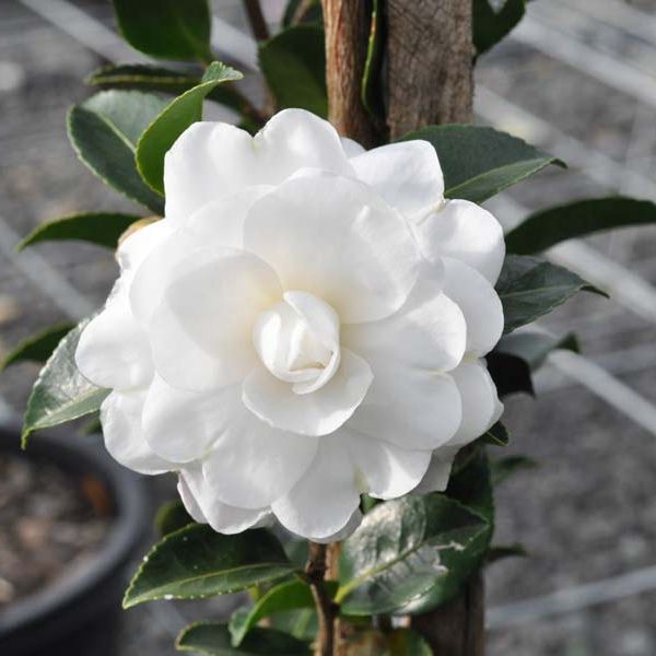 Camellia Slimline Avalanche