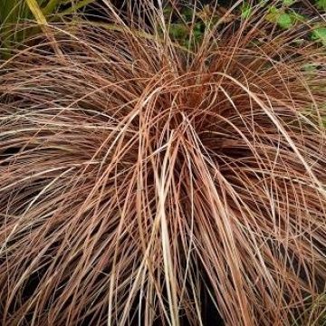 Carex flagellifera Red