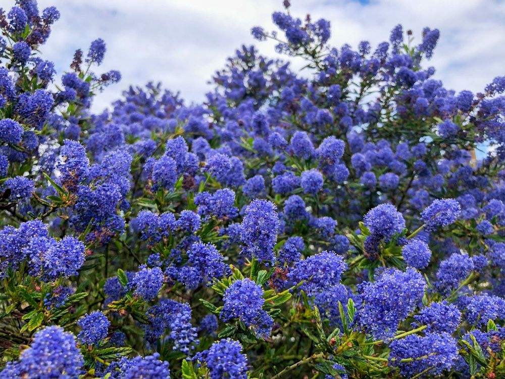 Ceanothus Blue Sapphire - topiary standard