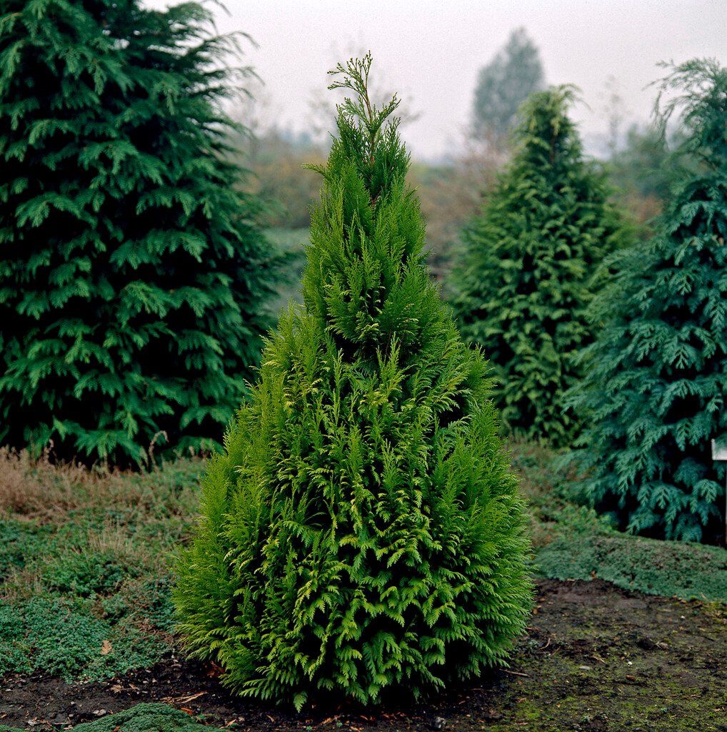 Chamaecyparis lawsoniana Stewartii