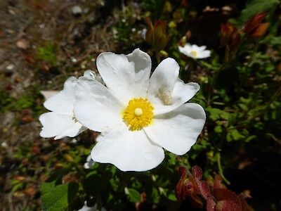 Cistus salvifolius