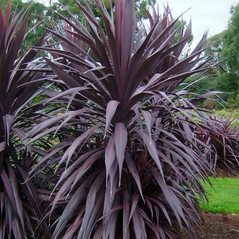 Cordyline australis, Burgundy Spire