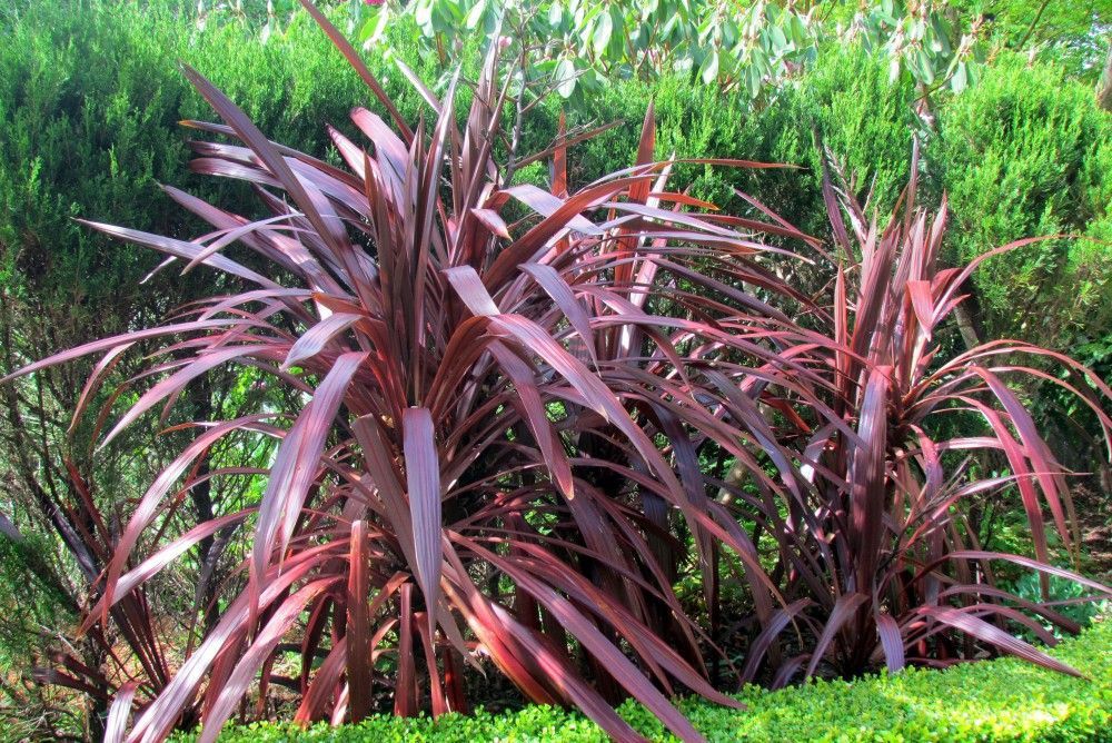 Cordyline australis Red Sensation