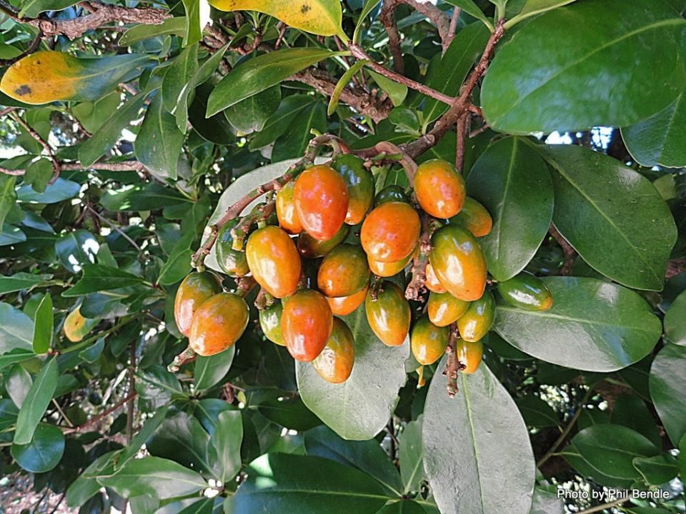 Corynocarpus laevigatus