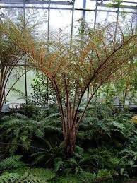 Cyathea tomentosissima