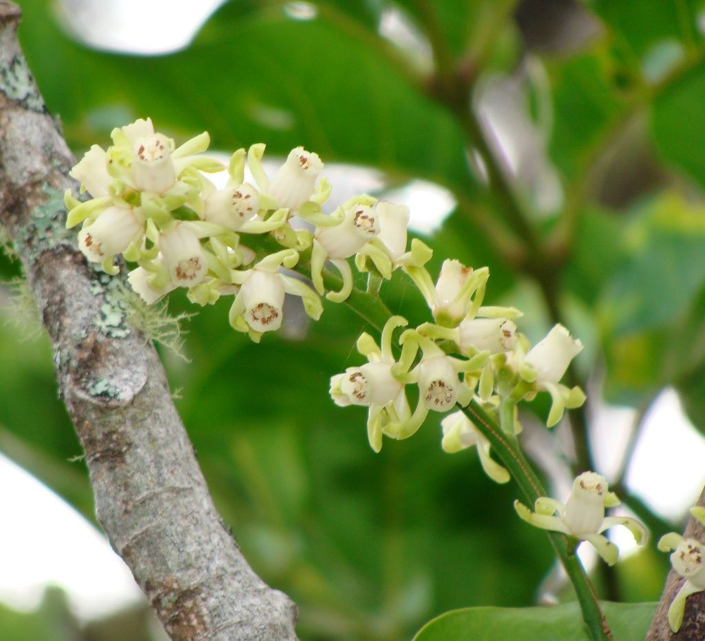 Dysoxylum spectabile, Kohekohe - Pot (15/20)
