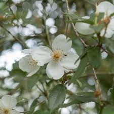 Eucryphia x nymansensis Nymansay - 1.5L (40/60)