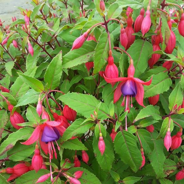 Fuchsia x Breeders Delight