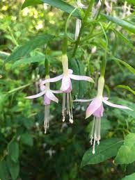 Fuchsia m. molinae, Maiden&#39;s Blush - Pb5 (50/120)