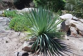 Furcraea roezlii - Pot