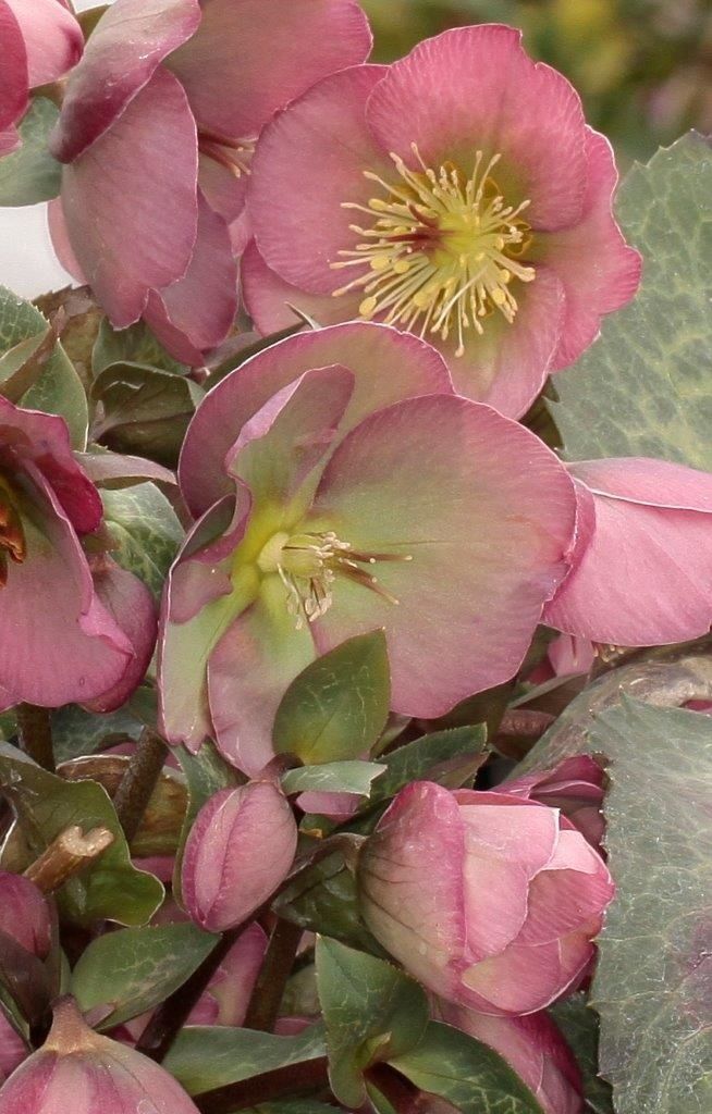 Helleborus Hannah's Blush