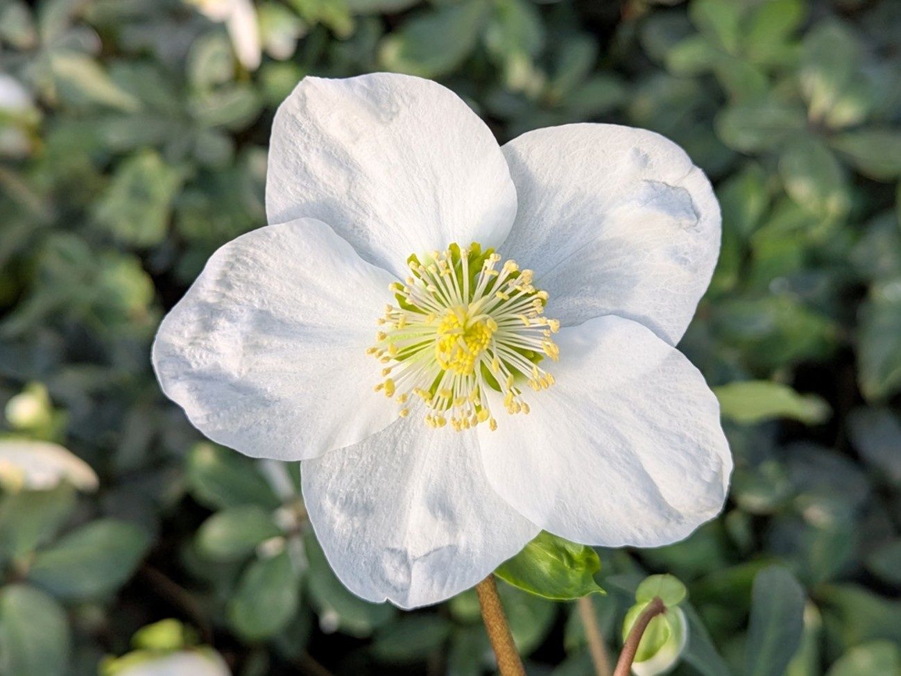 Helleborus niger White Magic