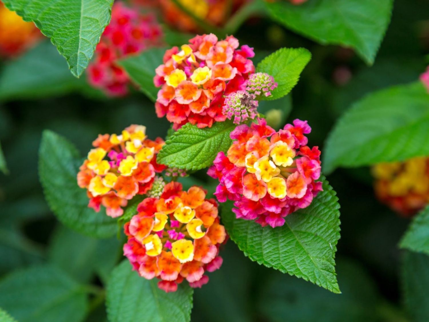 Lantana Golcanda