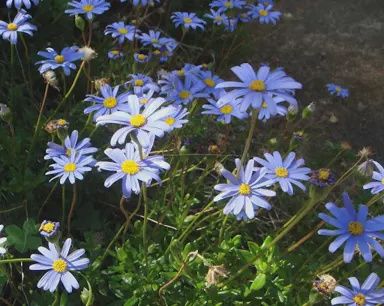 Felicia a. Felicity Blue