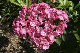 Kalmia l. Pink Charm