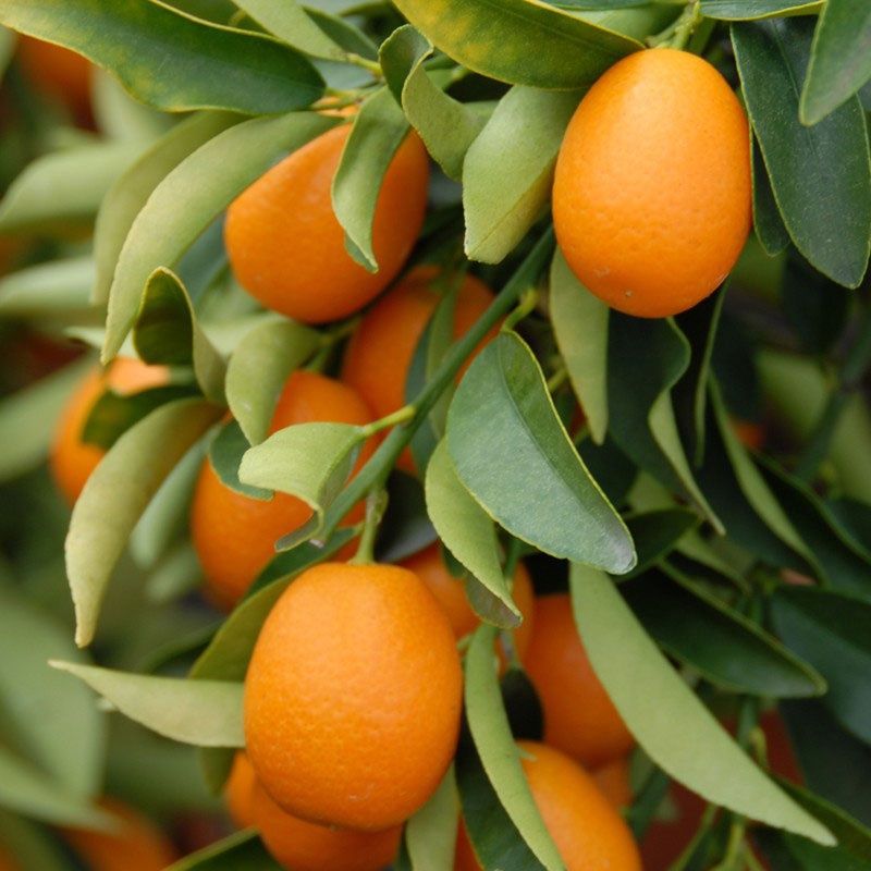 Kumquat - Calamondin