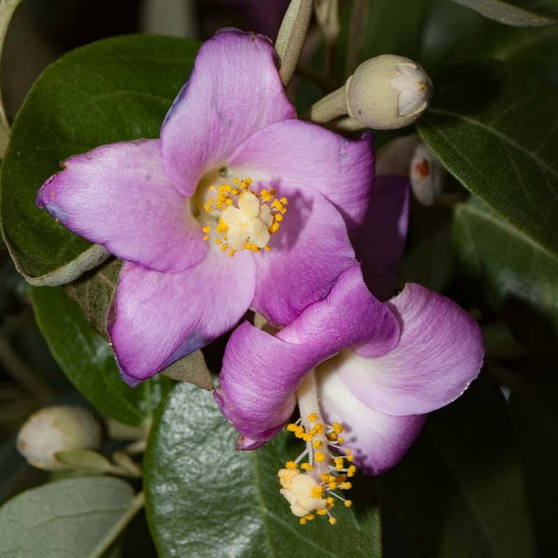 Lagunaria patersonii, Primrose Tree - Pb12