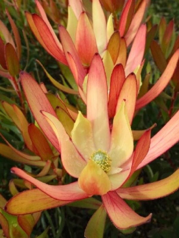 Leucadendron Copper Tone