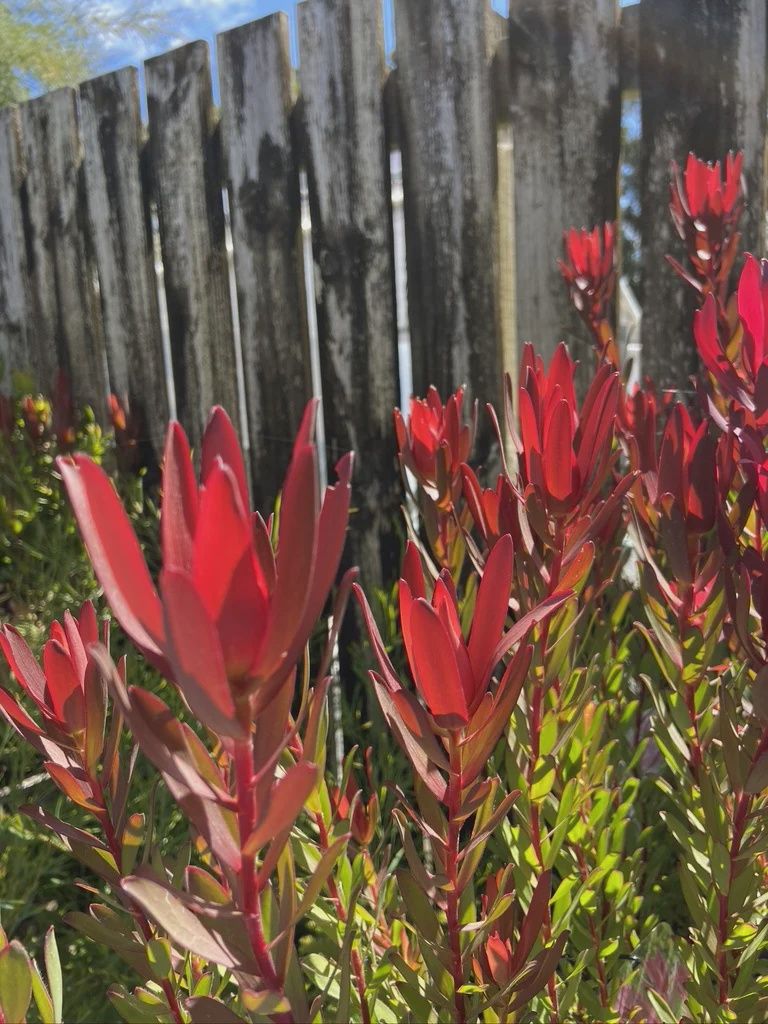 Leucadendron Perfection - 2.5Ltr