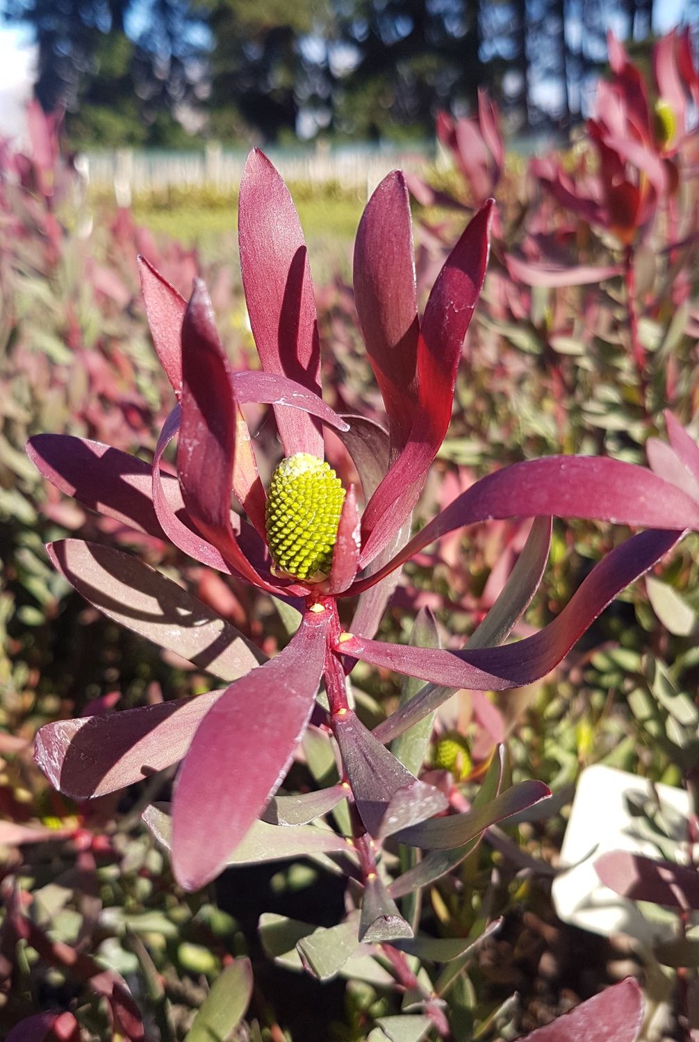 Leucadendron Plum Bob