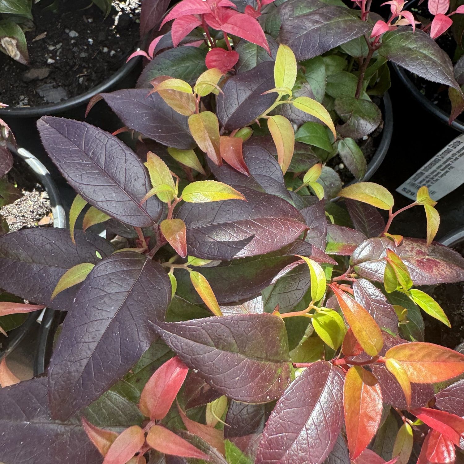 Leucothoe fontanesiana Crimson Globe - 2.5Ltr