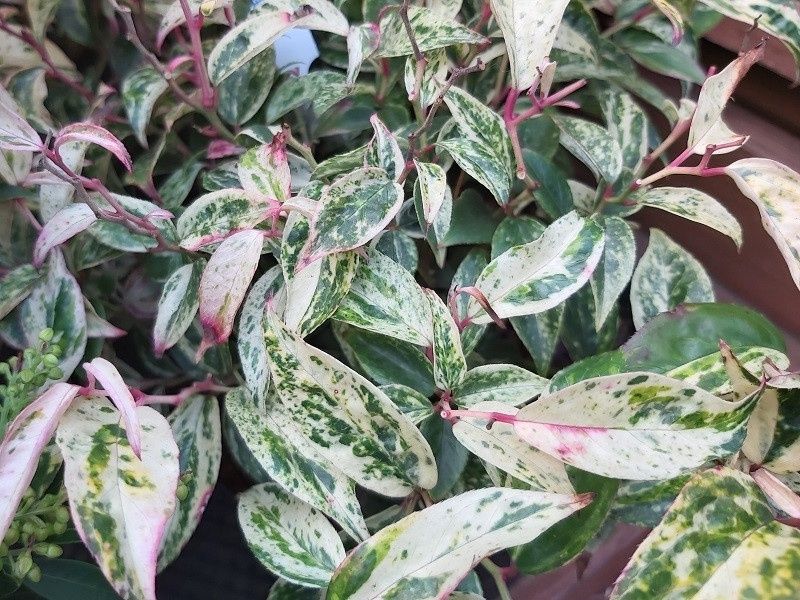 Leucothoe fontanesiana Rainbow - Pb5