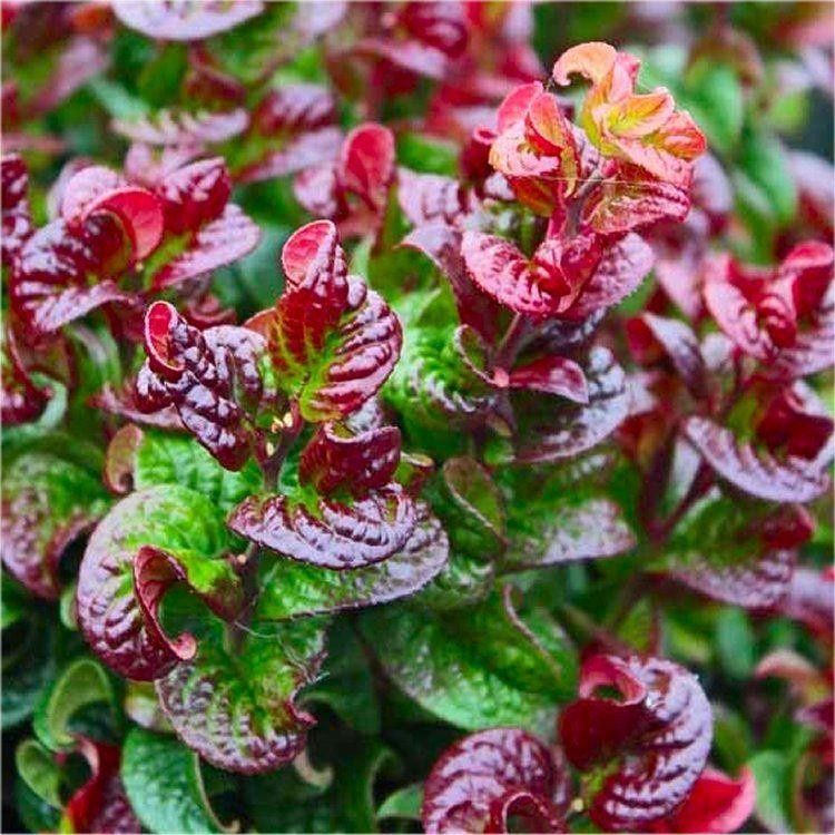 Leucothoe axillaris Curly Red - Pb6.5