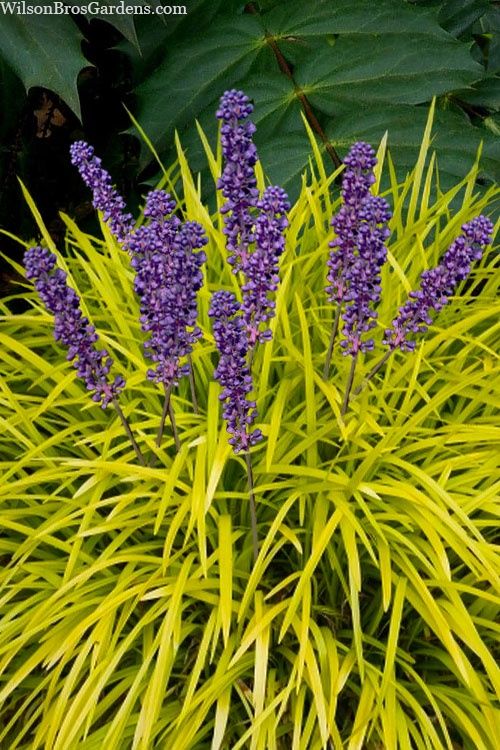Liriope m. Peedee Gold Ingot