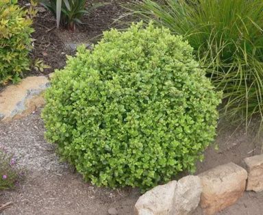 Topiary - Lonicera nitida 1 sphere - pb12