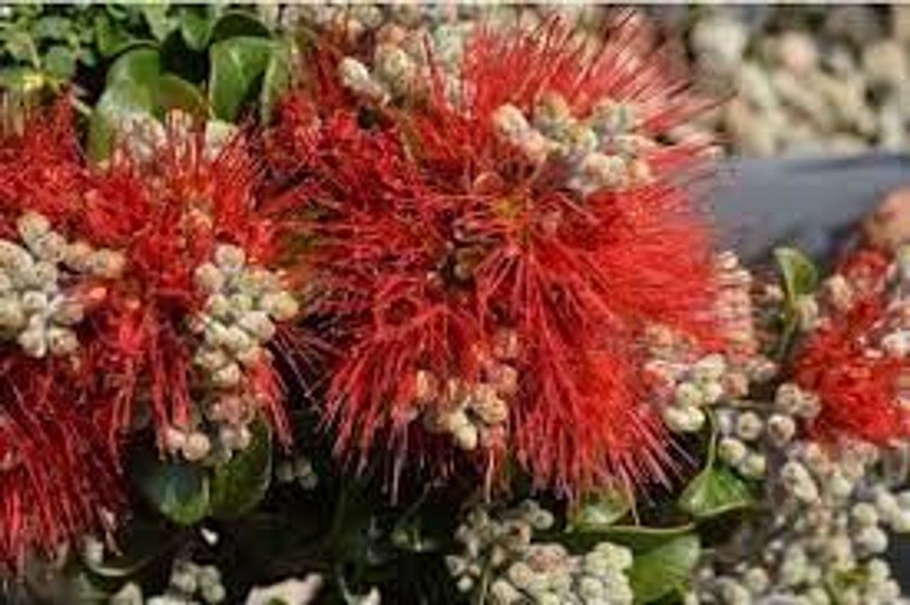 Metrosideros Royal Crimson