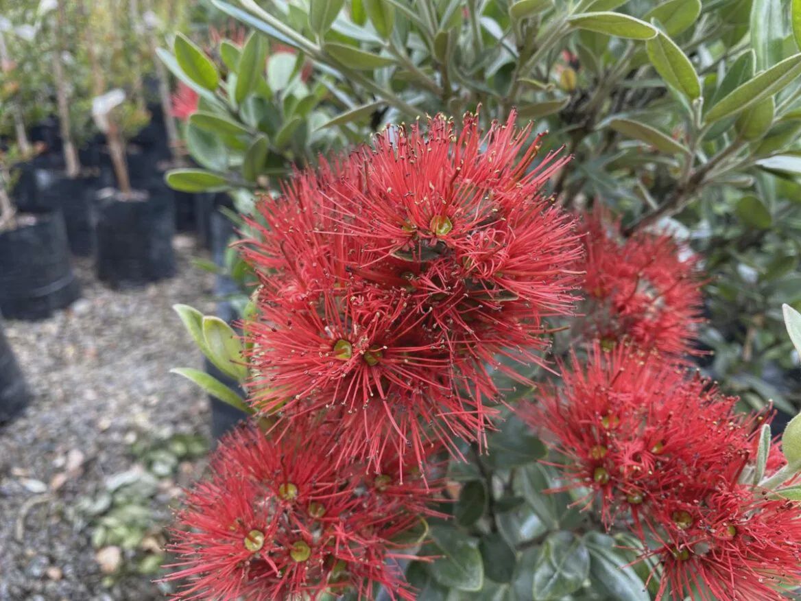 Metrosideros e. Scarlett Pimpernel