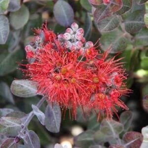 Metrosideros Tahitian Embers
