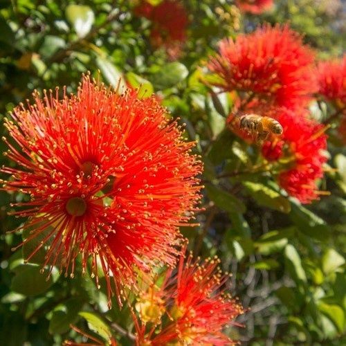 Metrosideros Tahitian Blaze