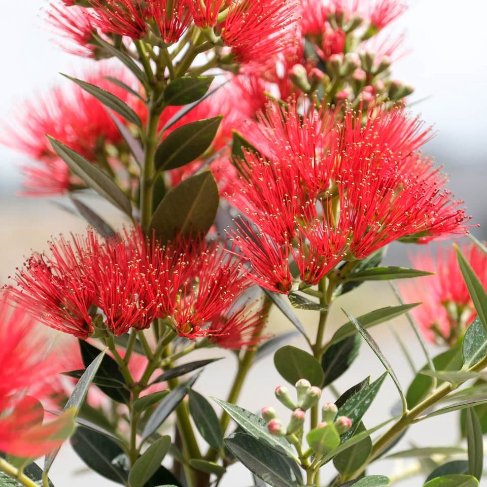 Metrosideros e. Vibrance Pot 30/40cm