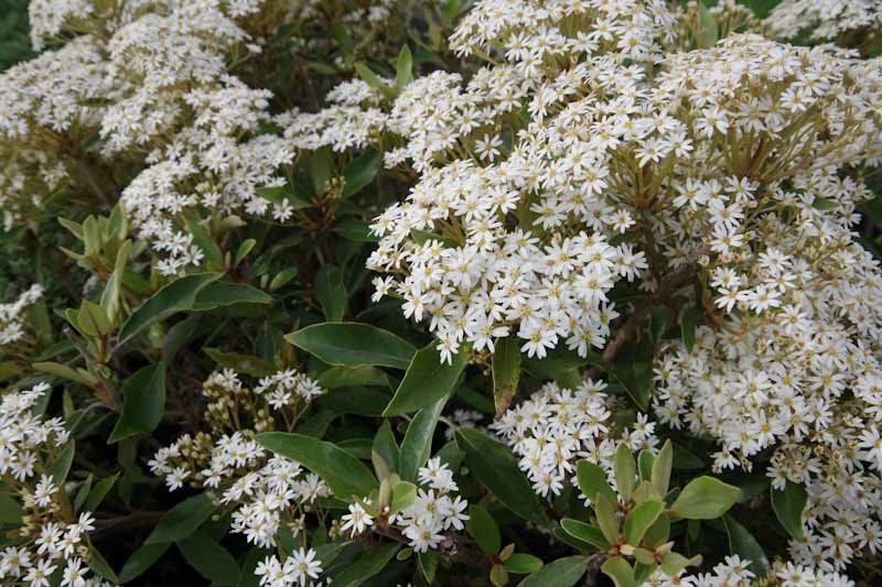 Olearia cheesmanii
