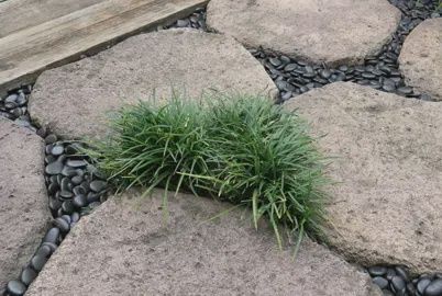 Ophiopogon j. Kyoto Dwarf, Dwarf Turf Lily - Tube