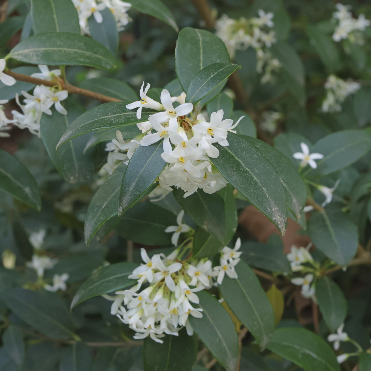 Osmanthus burkwoodii - 18L (150/160)