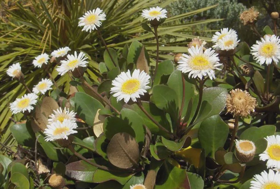 Pachystegia rufa, Marlborough Rock Daisy - Pot