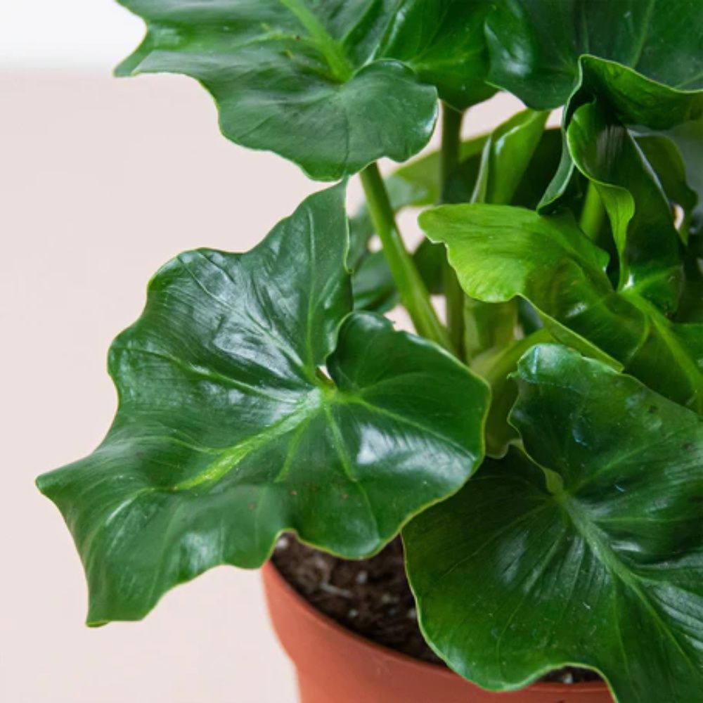 Philodendron s. Atom - 3.5L (20/40)