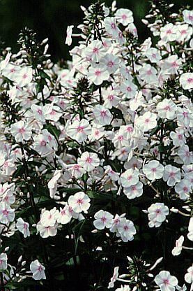 Phlox maculata Omega