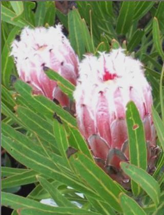 Protea nerifolia Snowcrest