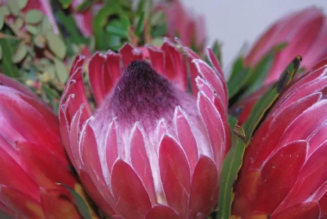 Protea Candy