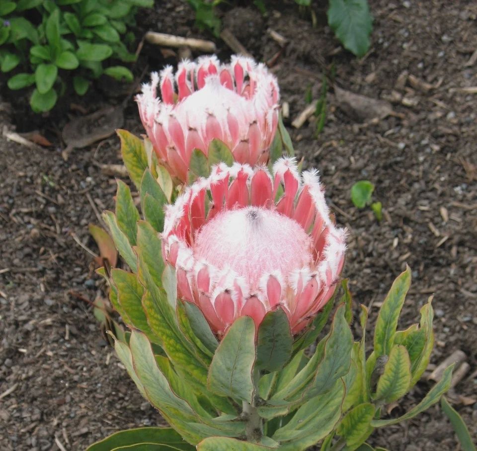 Protea Coleman's Hybrid - 6Ltr